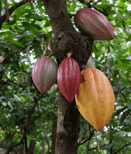 Cacao